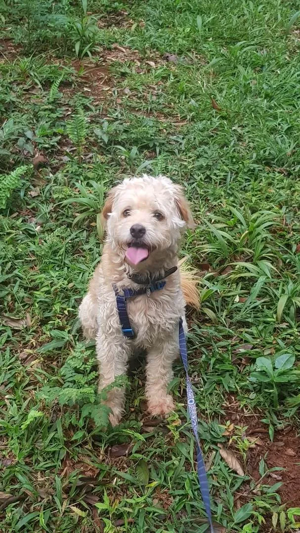 Cachorro ra a vira-lata idade 5 anos nome Yuri
