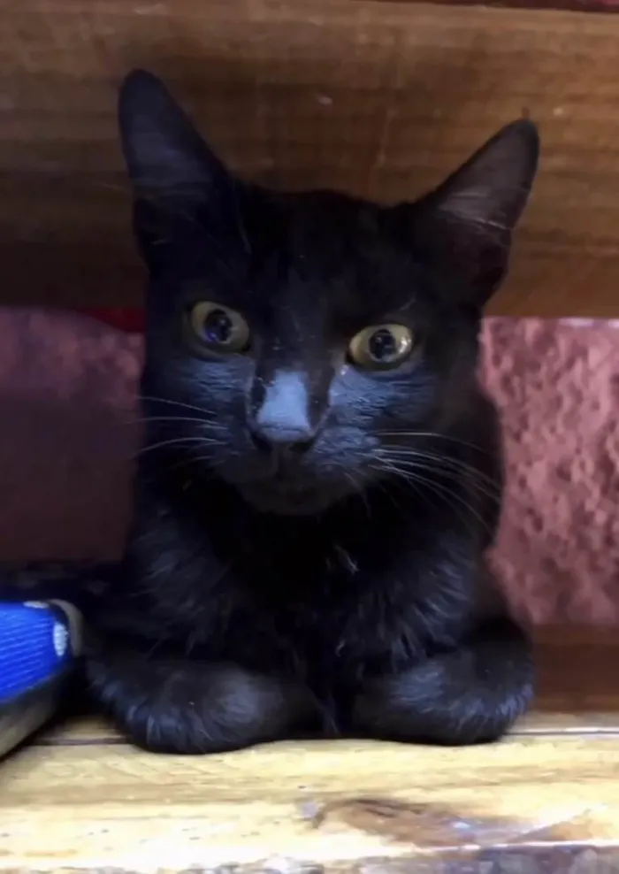 Gato ra a SRD-sis idade 7 a 11 meses nome Natálie e Naty