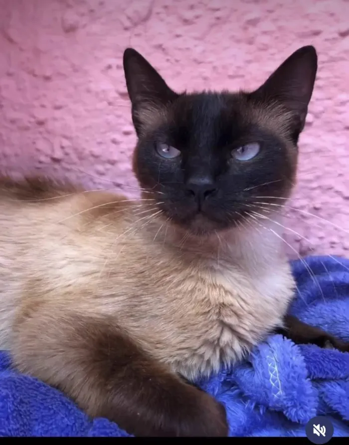 Gato ra a SRD-sis idade 7 a 11 meses nome Natálie e Naty