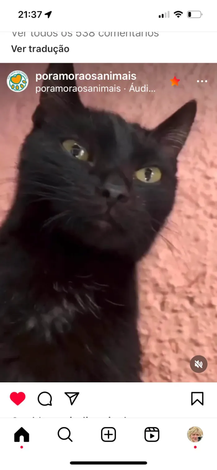 Gato ra a SRD-sis idade 7 a 11 meses nome Natálie e Naty
