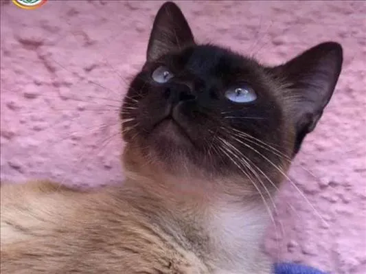 Gato ra a SRD-sis idade 7 a 11 meses nome Natálie e Naty