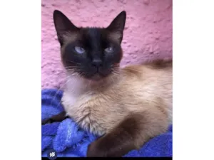 Gato raça SRD-sis idade 7 a 11 meses nome Natálie e Naty