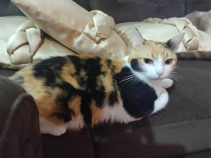 Gato ra a Branca, Preta e Laranja idade 4 anos nome Amora