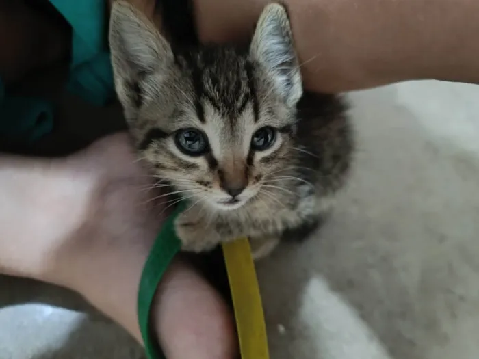 Gato ra a  idade Abaixo de 2 meses nome Sem nomes