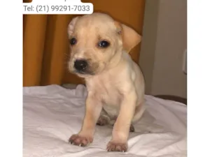 Cachorro raça SRD-ViraLata idade 2 a 6 meses nome 3 fêmeas 