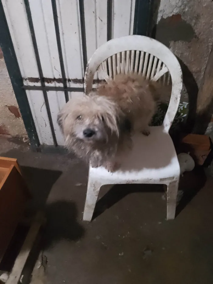 Cachorro ra a Poodle idade 5 anos nome Não tem 