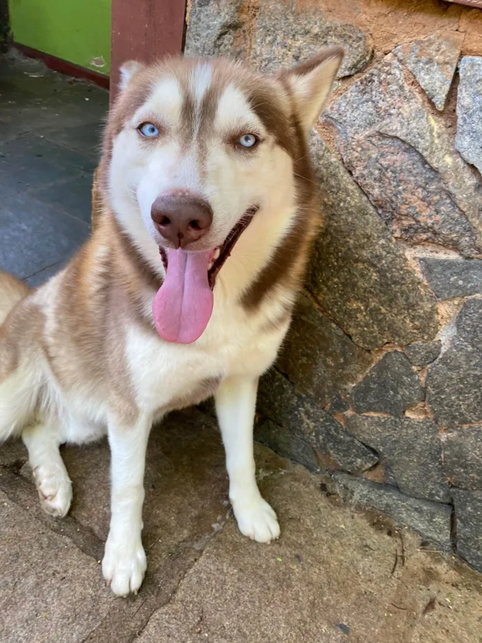 Cachorro ra a Husky Siberiano idade 3 anos nome Snow e Maya 