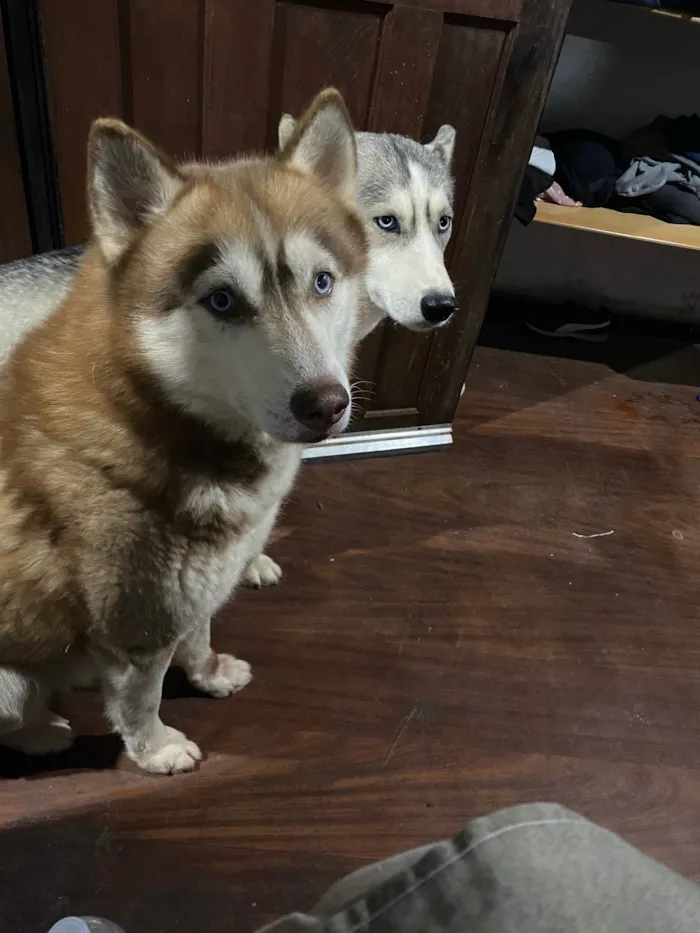 Cachorro ra a Husky Siberiano idade 3 anos nome Snow e Maya 