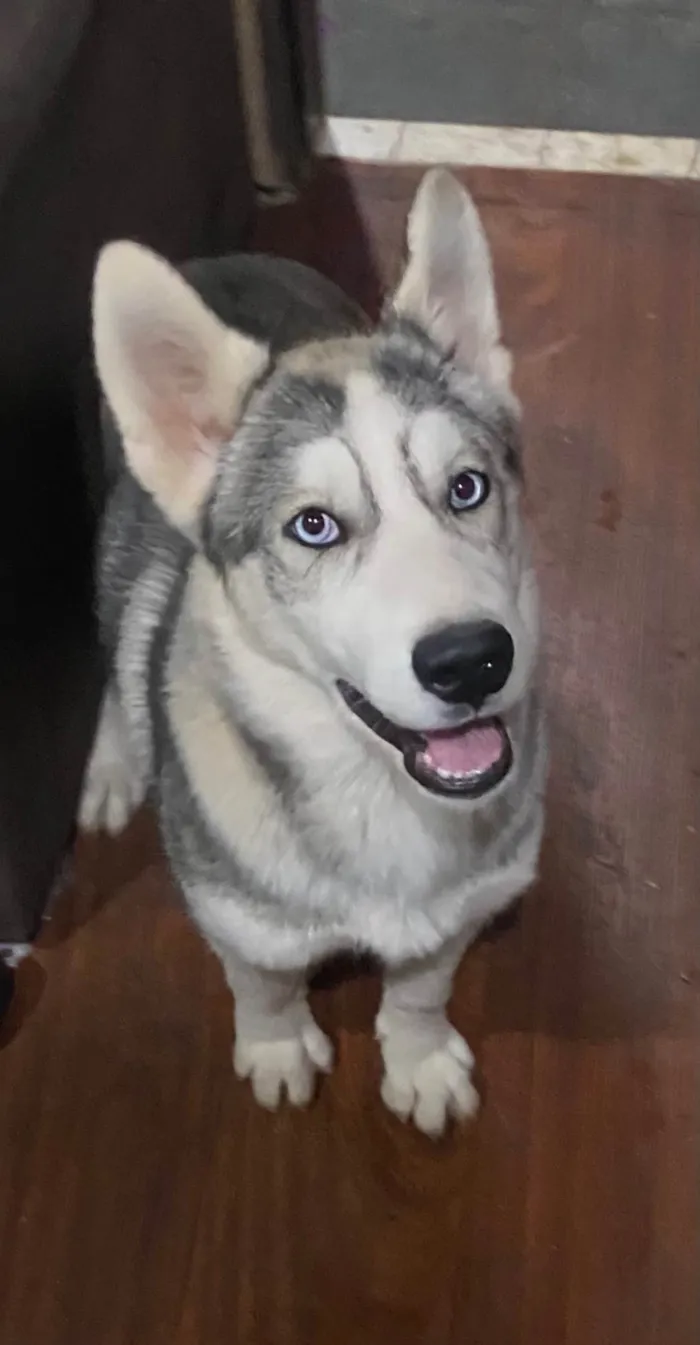 Cachorro ra a Husky Siberiano idade 3 anos nome Snow e Maya 