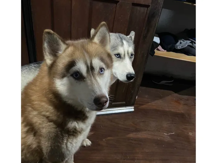 Cachorro ra a Husky Siberiano idade 3 anos nome Snow e Maya 