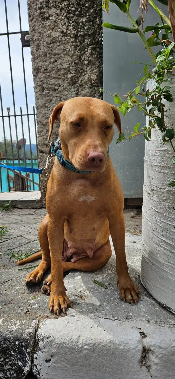 Cachorro ra a Pit-Bull idade 2 anos nome Docinho