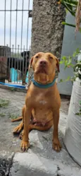 Docinho
