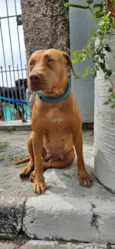Docinho