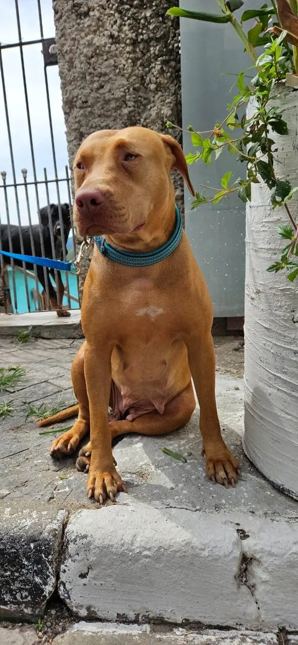 Cachorro ra a Pit-Bull idade 2 anos nome Docinho