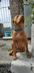 Docinho