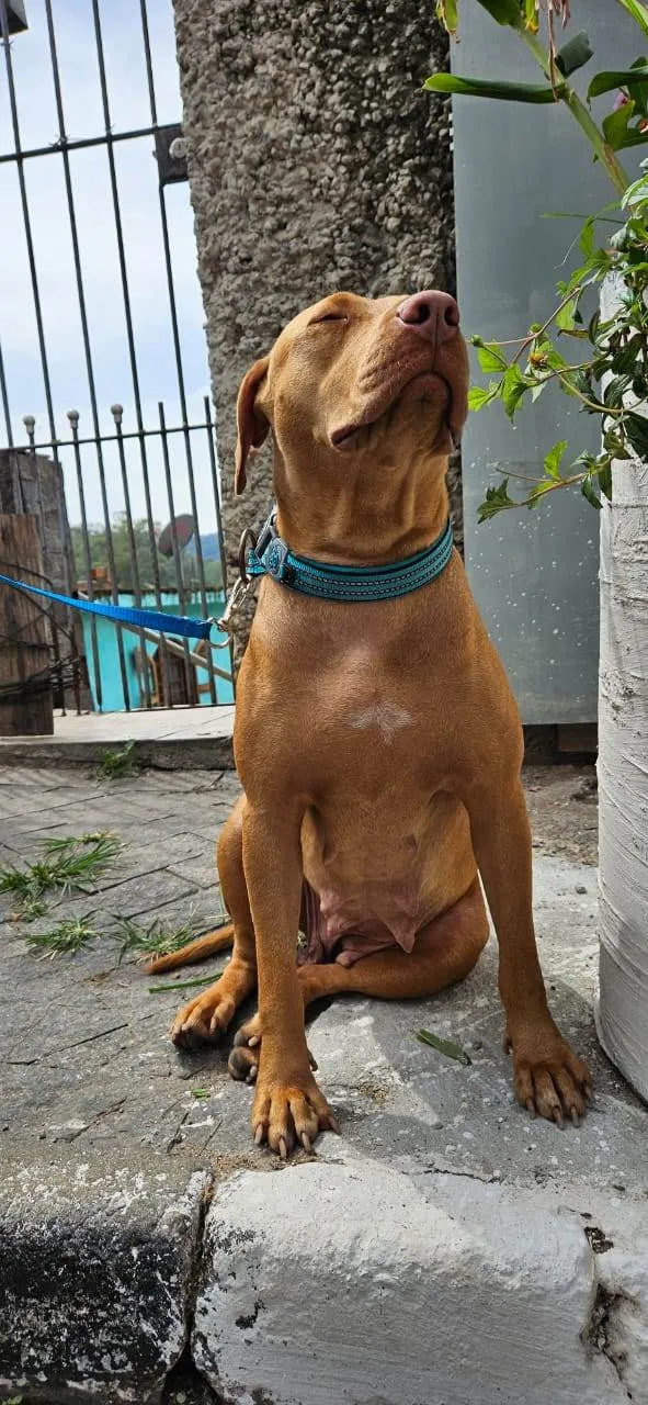 Cachorro ra a Pit-Bull idade 2 anos nome Docinho