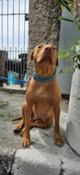 Docinho