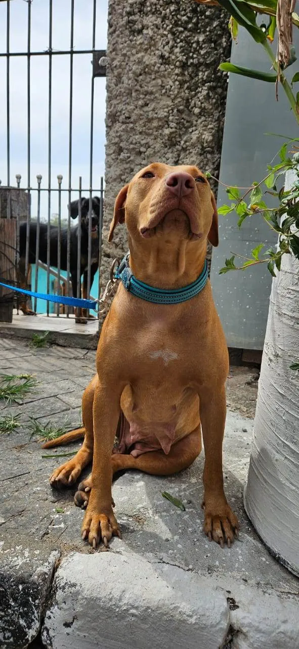 Cachorro ra a Pit-Bull idade 2 anos nome Docinho