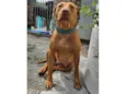 Docinho