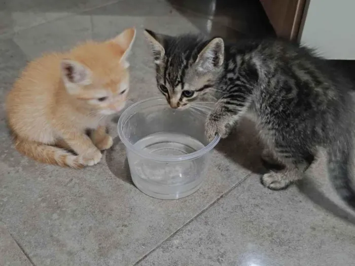 Gato ra a  idade Abaixo de 2 meses nome Sem nomes