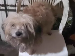 Cachorro raça Poodle idade 5 anos nome Não tem 