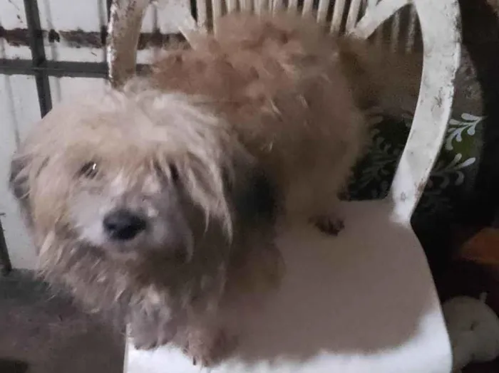 Cachorro ra a Poodle idade 5 anos nome Não tem 