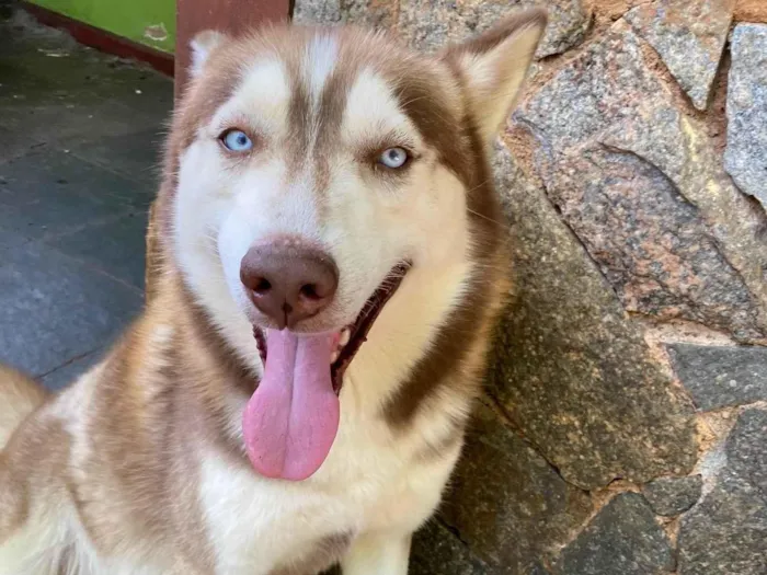 Cachorro ra a Husky Siberiano idade 3 anos nome Snow e Maya 