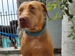 Cachorro raça Pit-Bull idade 2 anos nome Docinho