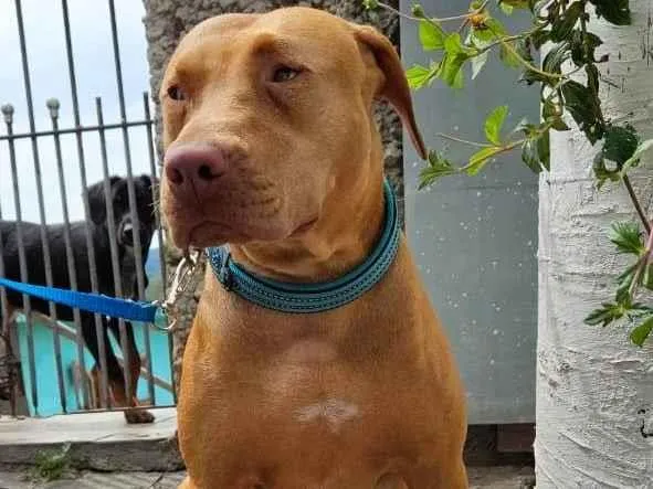 Cachorro ra a Pit-Bull idade 2 anos nome Docinho