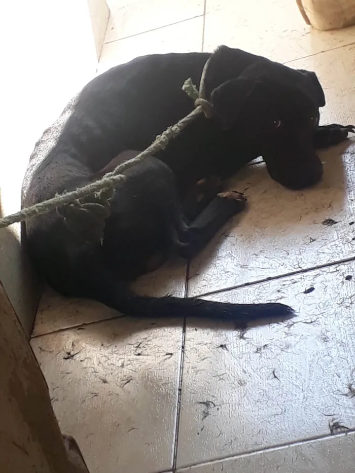 Cachorro ra a SRD-ViraLata  idade 2 anos nome Venom