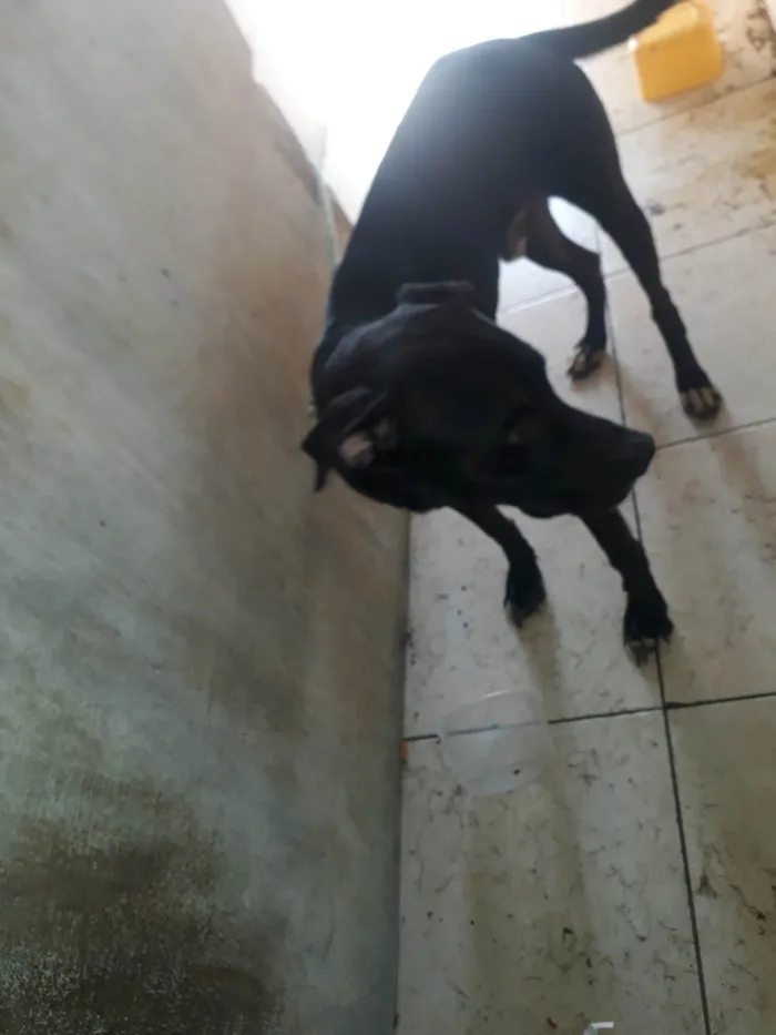 Cachorro ra a SRD-ViraLata  idade 2 anos nome Venom