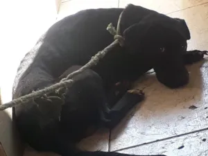 Cachorro raça SRD-ViraLata  idade 2 anos nome Venom