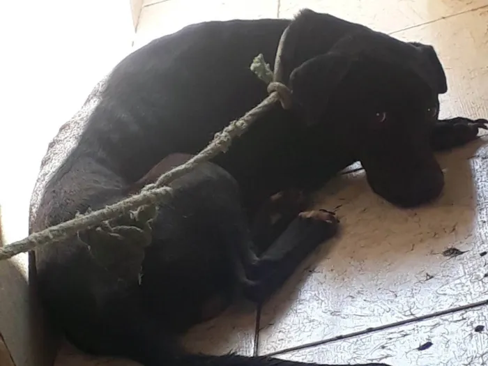 Cachorro ra a SRD-ViraLata  idade 2 anos nome Venom