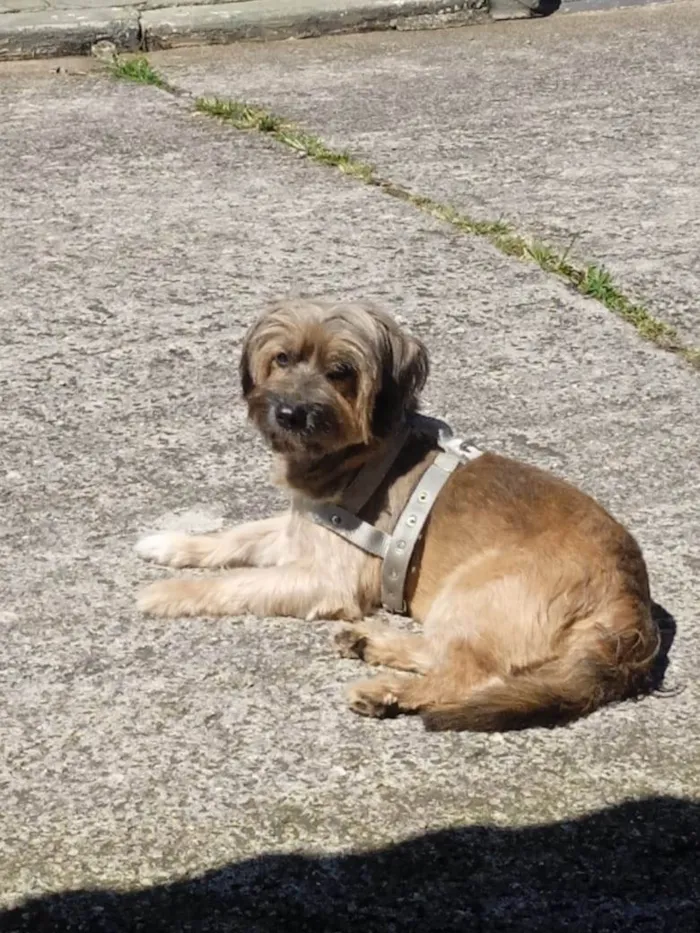 Cachorro ra a SRD-ViraLata idade 6 ou mais anos nome Lyon