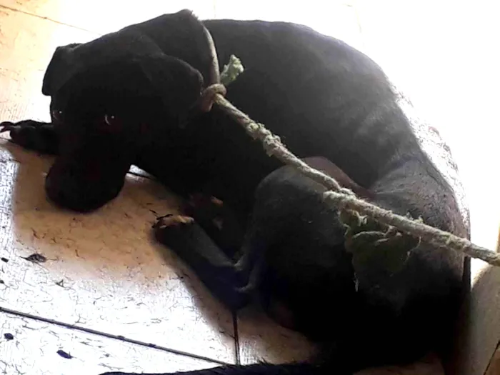 Cachorro ra a SRD-ViraLata  idade 2 anos nome Venom