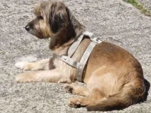 Cachorro raça SRD-ViraLata idade 6 ou mais anos nome Lyon