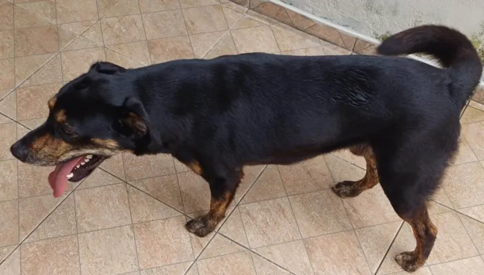 Cachorro ra a Indefinida idade 1 ano nome Thor