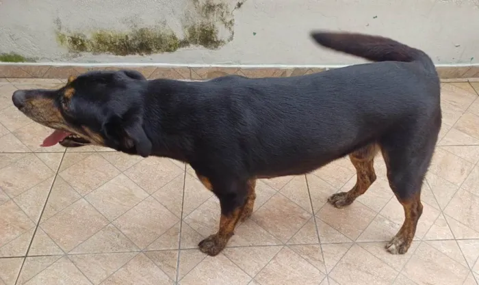 Cachorro ra a Indefinida idade 1 ano nome Thor