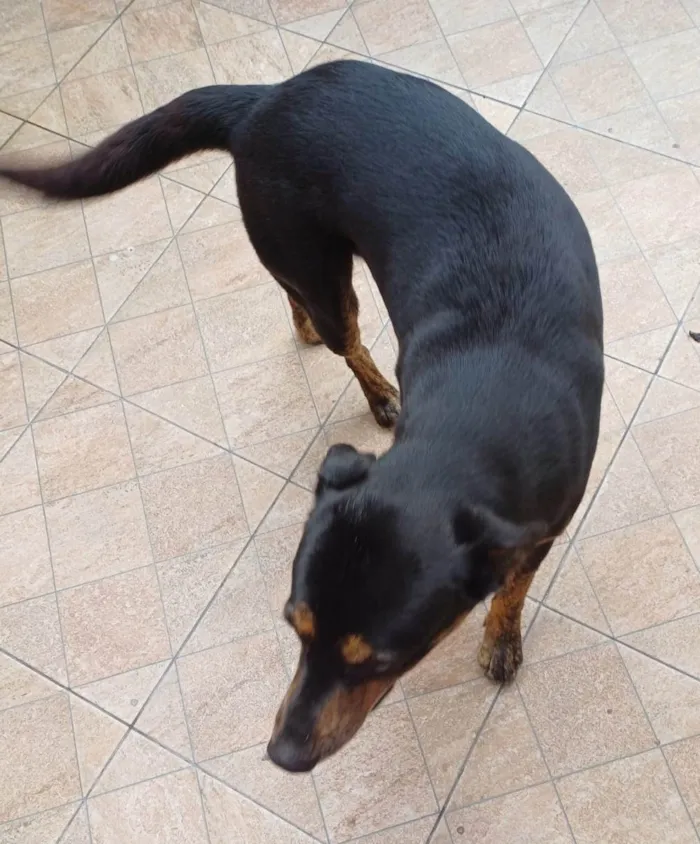 Cachorro ra a Indefinida idade 1 ano nome Thor