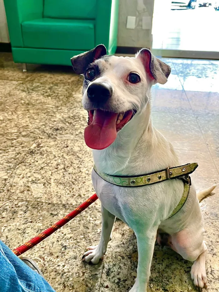 Cachorro ra a SRD-ViraLata idade 3 anos nome Lua Moon