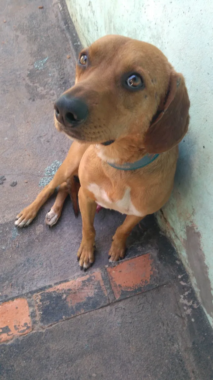 Cachorro ra a Viralata idade 2 anos nome Pitico