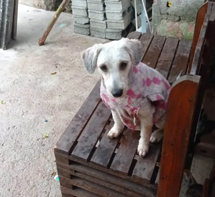 Cachorro ra a  idade 2 anos nome Valentina 