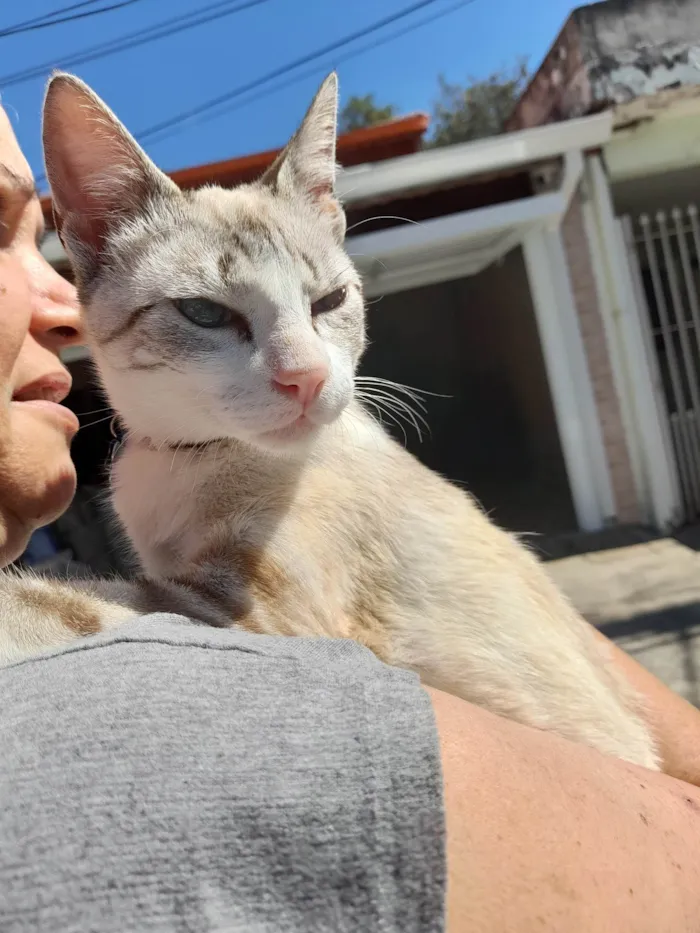 Gato ra a SRD-ViraLata idade 7 a 11 meses nome Castiel