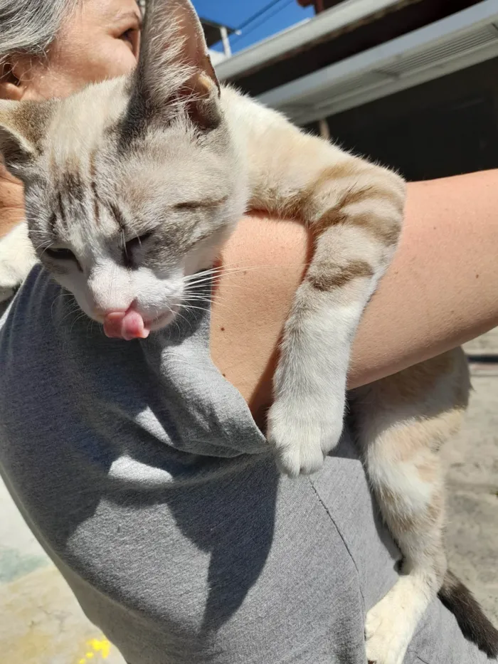 Gato ra a SRD-ViraLata idade 7 a 11 meses nome Castiel