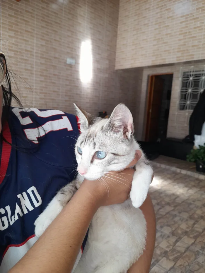 Gato ra a SRD-ViraLata idade 7 a 11 meses nome Castiel