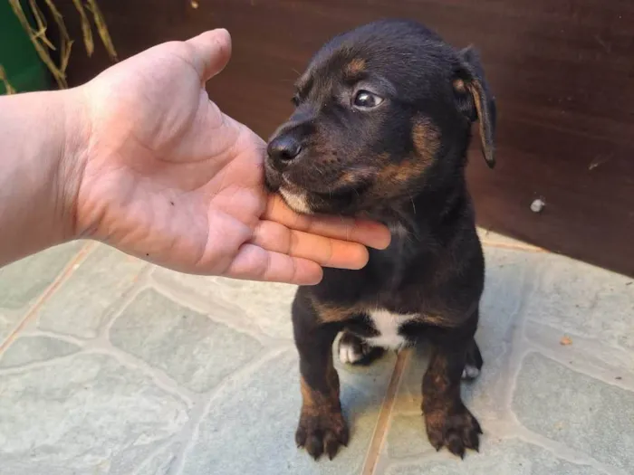 Cachorro ra a SRD-ViraLata idade Abaixo de 2 meses nome Vários Filhotes