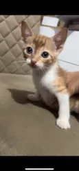 pequenina