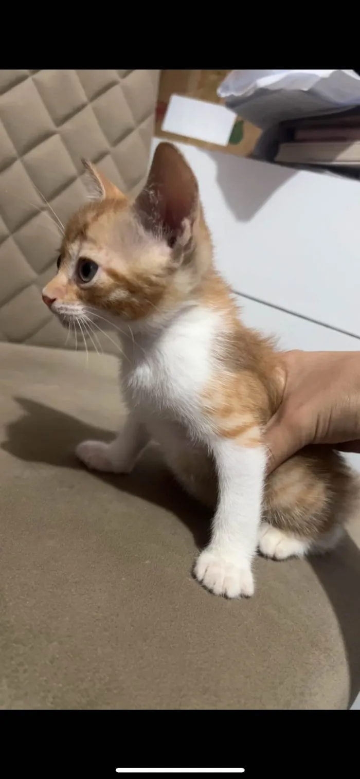 Gato ra a  idade 2 a 6 meses nome pequenina