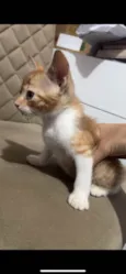 pequenina