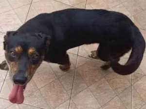 Cachorro raça Indefinida idade 1 ano nome Thor